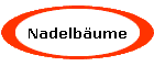 Nadelbume