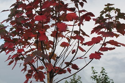 Bild "Aktuelles:Aktuelles_Acer_October_Glory_Rotahorn.JPG"