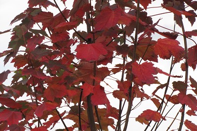 Bild "Aktuelles:Aktuelles_Acer_October_Glory_Rotahorn_2.JPG"