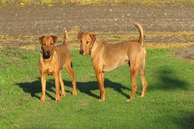 Bild "Aktuelles:Aktuelles_Heideterrier_Helche_und_Rudi.JPG"