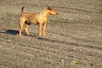 Bild "Aktuelles:Aktuelles_Heideterrier_Rudi.JPG"