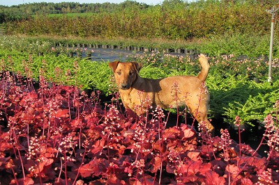 Bild "Aktuelles:Aktuelles_Heuchera_Fire_Alarm_mit_Heideterrier_Helche.JPG"