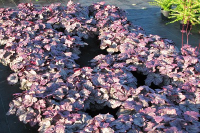 Bild "Aktuelles:Aktuelles_Heuchera_Sugar_Plum.JPG"