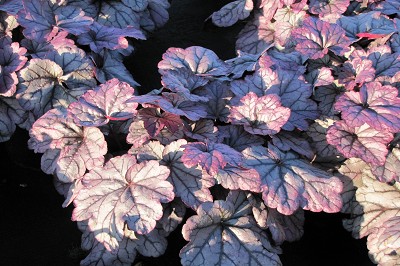 Bild "Aktuelles:Aktuelles_Heuchera_Sugar_Plum_2.JPG"