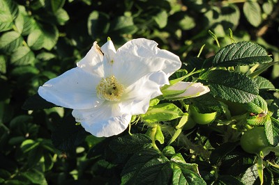 Bild "Aktuelles:Aktuelles_Kartoffel-Rose_oder_Apfel-Rose_Rosa_rugsa_weiss.JPG"