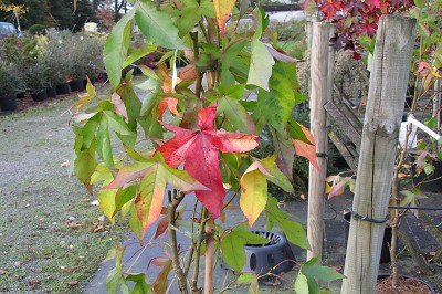 Bild "Aktuelles:Aktuelles_Liquidambar_Slender_Silhouette_Saeulenamberbaum.JPG"