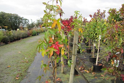 Bild "Aktuelles:Aktuelles_Liquidambar_Slender_Silhouette_Saeulenamberbaum_2.JPG"