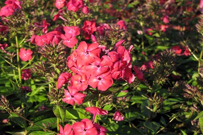 Bild "Aktuelles:Aktuelles_Phlox_Famous_Cerise.JPG"