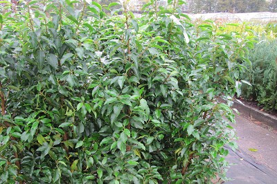 Bild "Aktuelles:Aktuelles_Portugiesischer_Kirschlorbeer_Prunus_lusitanica.JPG"