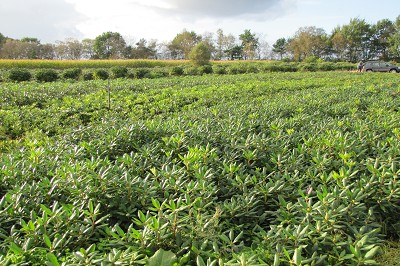 Bild "Aktuelles:Aktuelles_versch._Rhododendren_auf_Hochmoorflaeche.JPG"