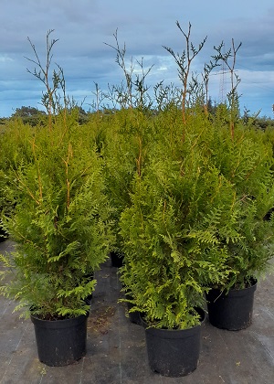 Bild "Aktuelles:Kruse_Baumschulen_Angebote_Thuja_occidentalis_Brabant_2023.jpg"