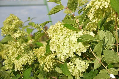 Bild "Herbst:Aktuelles-Hortensie-Limelight.JPG"