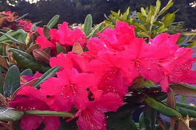 Bild "Herbst:Aktuelles-Rhododendron-Weinlese.JPG"