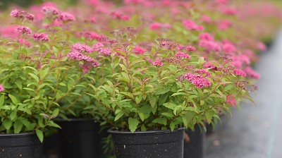 Bild "Herbst:Aktuelles-Spirea-jap-Anthony-Waterer.JPG"