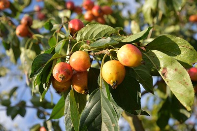 Bild "Herbst:Aktuelles-Zierabpfel-Red-Sentinel.JPG"