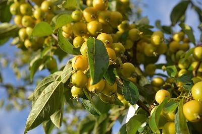 Bild "Herbst:Aktuelles-Zierapfel-Golden-Hornet.JPG"