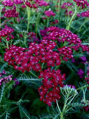 Bild "Herbst:Herbst_2020_Achillea_Schafgarbe.JPEG"