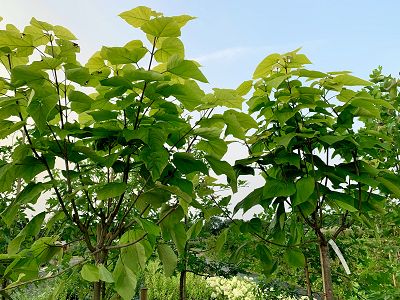 Bild "Herbst:Herbst_2020_Catalpa_begnonioides_Trompetenbaum_gelblaubige_runde_Krone.JPEG"