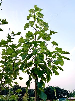 Bild "Herbst:Herbst_2020_Catalpa_bignoninoides_Trompetenbaum.JPEG"