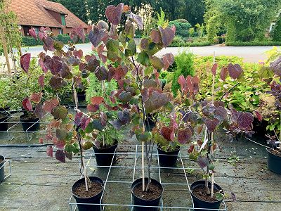 Bild "Herbst:Herbst_2020_Cercis_canadensis_Forest_Pansy.JPEG"