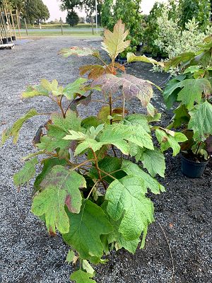 Bild "Herbst:Herbst_2020_Eichenblatthortensie_Hydrangea_quercifolia.JPEG"