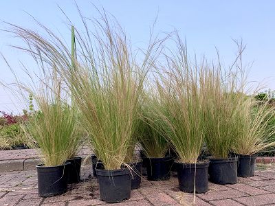 Bild "Herbst:Herbst_2020_Federgras_Stipa_Ponytails.JPEG"