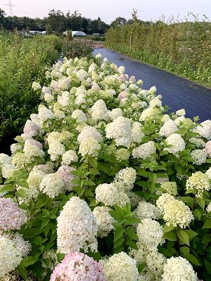 Bild "Herbst:Herbst_2020_Hydrangea_panniculata_Lime_Light_Rispenhortensie.JPEG"