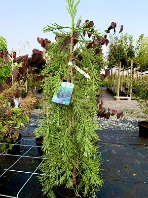 Bild "Herbst:Herbst_2020_Mammutbaum_Seqoiadendrum_giganteum_Pendulum.JPEG"