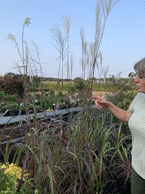 Bild "Herbst:Herbst_2020_Miscanthus_giganteus_Riesen_Chinaschilf.JPEG"