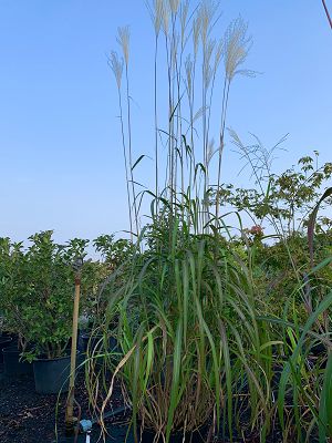 Bild "Herbst:Herbst_2020_Miscanthus_giganteus_Riesen_Chinaschilf_2.JPEG"
