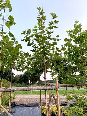 Bild "Herbst:Herbst_2020_Platanus_hispanica_Platane.JPEG"