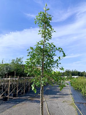 Bild "Herbst:Herbst_2020_Quercus_palustris.JPEG"