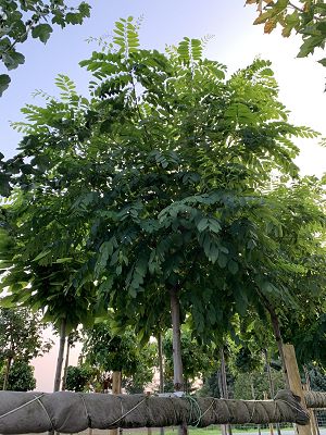 Bild "Herbst:Herbst_2020_Robinia_pseudoacacia_Umbraculifera_Kugel-Robinie.JPEG"