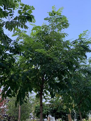 Bild "Herbst:Herbst_2020_Robinia_pseudoacacia_Umbraculifera_Kugel-Robinie_2.JPEG"