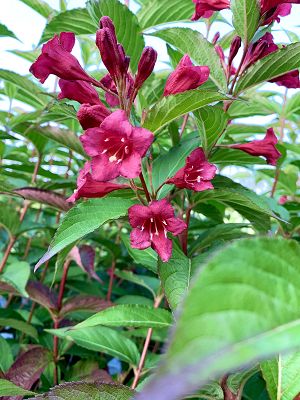 Bild "Herbst:Herbst_2020_Weigelia_Bristol_Ruby_2.JPEG"