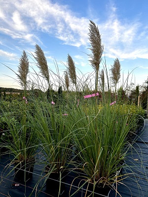 Bild "Herbst:Herbst_2024_Kruse_Baumschulen_Cortaderia_selloana_Pampasgras.JPEG"
