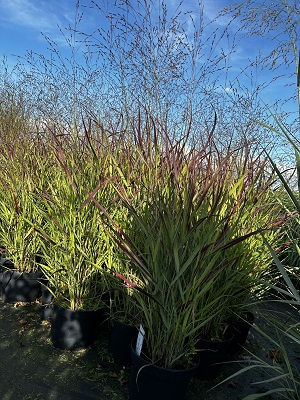 Bild "Herbst:Herbst_2024_Kruse_Baumschulen_Panicum_virgatum_Sangria_Ruten-Hirse.JPG"