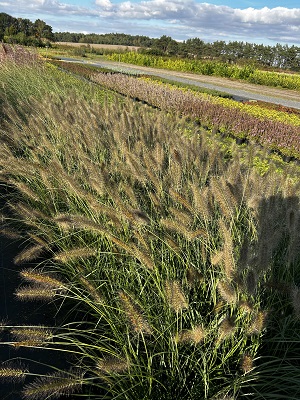 Bild "Herbst:Herbst_2024_Kruse_Baumschulen_Pennisetum_alopecuroides_Cassian_Federborstengras.JPG"