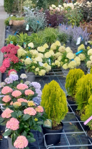 Bild "Herbst_2025_Kruse_Baumschulen_Hortensie_und_Lebensbaum.jpg"