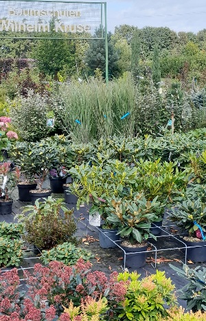 Bild "Herbst_2025_Kruse_Baumschulen_Zierstraeucher_und_Rhododendren.jpg"
