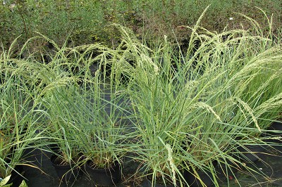 Bild "Herbst:Herbst_Blauer_Strandhafer.JPG"