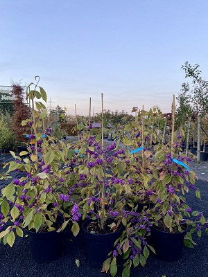 Bild "Herbst:Kruse_Baumschulen_Callicarpa_bodinieri.JPEG"