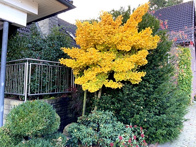 Bild "Herbst:Kruse_Baumschulen_Ginkgo_biloba_Marieken.JPEG"