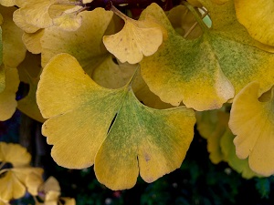 Bild "Herbst:Kruse_Baumschulen_Ginkgo_biloba_Marieken_Blatt.JPEG"