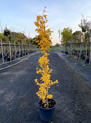 Bild "Herbst:Kruse_Baumschulen_Ginkgo_biloba_Menhir.JPEG"