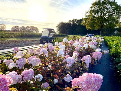 Bild "Herbst:Kruse_Baumschulen_Hortensie_Vanille-Fraise.JPEG"