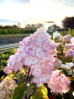 Bild "Herbst:Kruse_Baumschulen_Hortensie_Vanille-Fraise_2.JPEG"