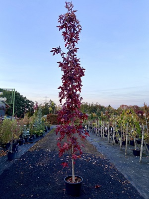 Bild "Herbst:Kruse_Baumschulen_Liquidambar_styraciflua_Sldender_Silhouette.JPEG"