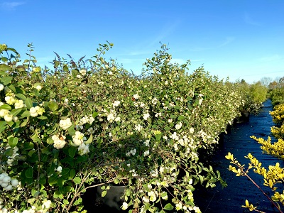 Bild "Herbst:Kruse_Baumschulen_Symphoricarpos_doorenbosii_White_Hedge.JPEG"