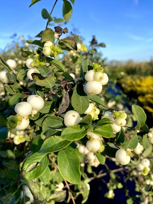 Bild "Herbst:Kruse_Baumschulen_Symphoricarpos_doorenbosii_White_Hedge_2.JPEG"